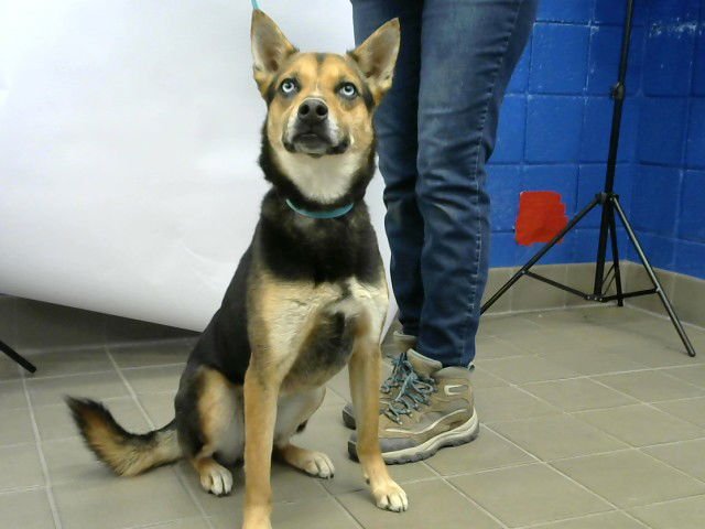 EBONY - Husky available for adoption