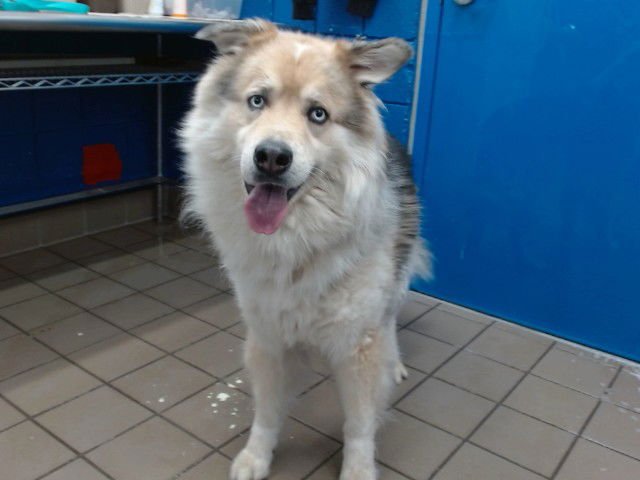 CODY - Alaskan Malamute available for adoption