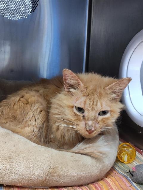 BO - Domestic Medium Hair available for adoption