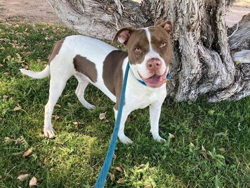 SCARLITO - Pit Bull Terrier available for adoption