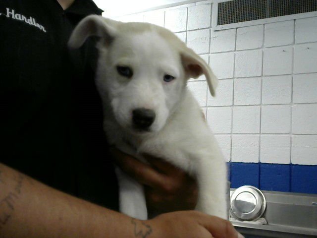 CHEVELLE - Labrador Retriever available for adoption