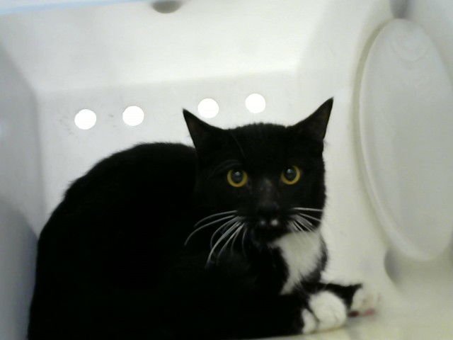 ARNOLD - Domestic Short Hair available for adoption