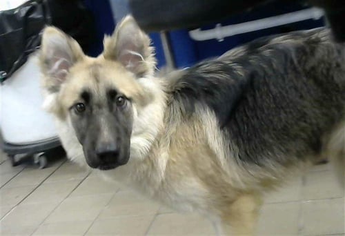 KANE - Belgian Shepherd Malinois available for adoption