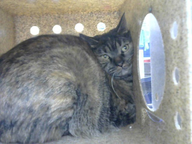 DAWN - Domestic Short Hair available for adoption