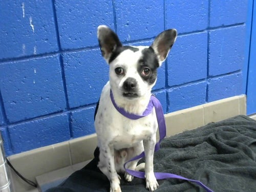 MORTY - Chihuahua available for adoption