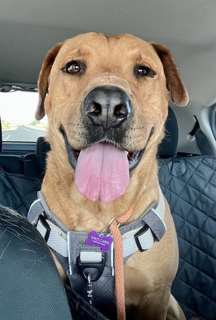 SCOOBY - Labrador Retriever / Chinese Shar-Pei available for adoption