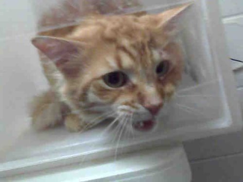 EDMUND - Domestic Long Hair available for adoption