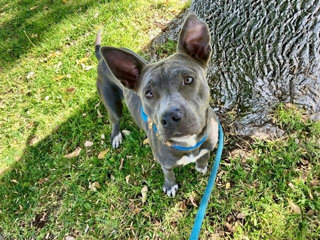 ARTEMIS MOON - American Pit Bull Terrier available for adoption