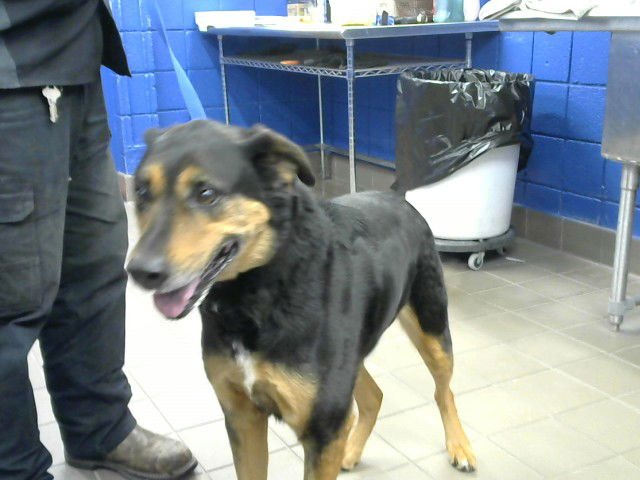 DUKE - Australian Shepherd available for adoption