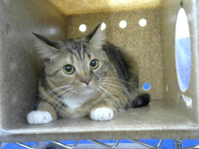 STARBURST - Domestic Short Hair available for adoption