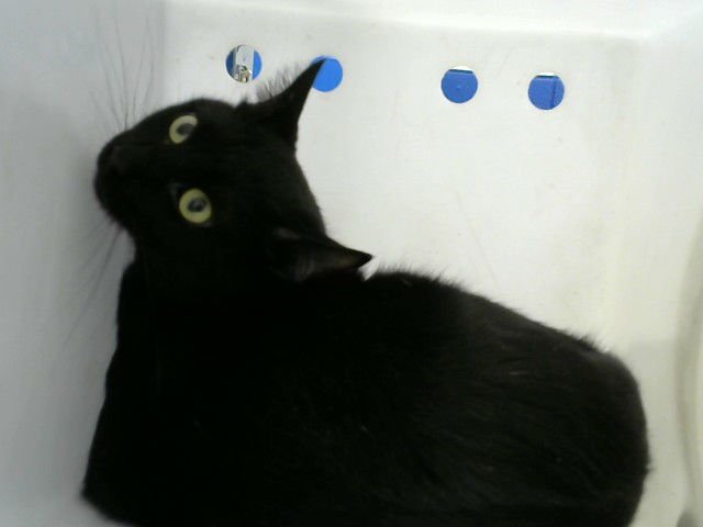 LILLY - Domestic Medium Hair available for adoption