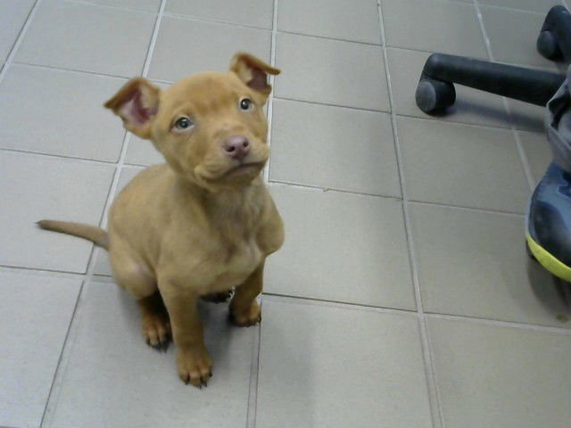 TINY - American Pit Bull Terrier available for adoption