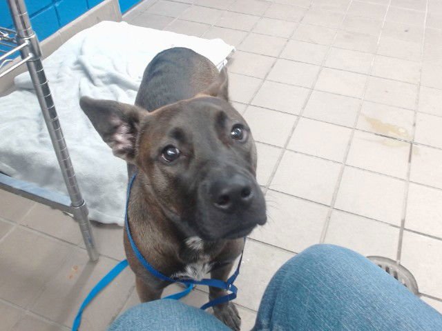 BELLA - Australian Cattle Dog/Blue Heeler available for adoption