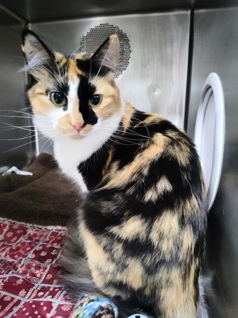 SHYLA - Domestic Long Hair available for adoption