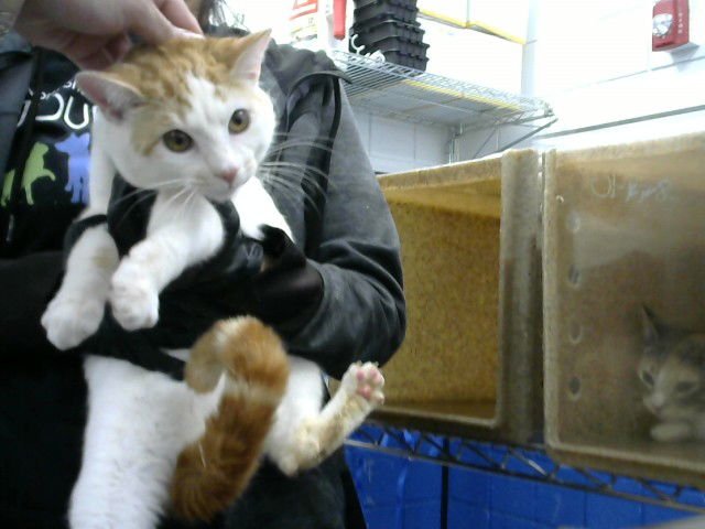 CHAD - Domestic Short Hair available for adoption