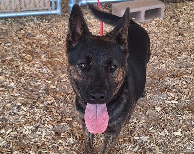 SPARKLER - German Shepherd Dog available for adoption