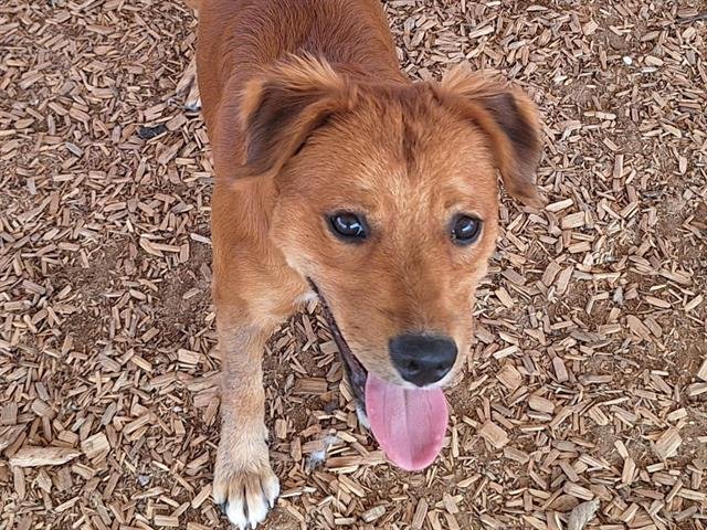 DAPHNE - Labrador Retriever / American Pit Bull Terrier available for adoption