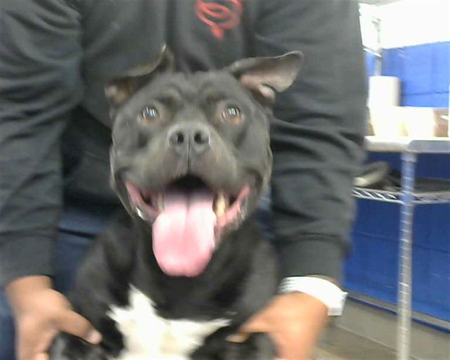 BULL - American Staffordshire Terrier available for adoption
