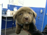 MILO - Photo 1