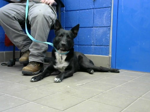 LUCKY - Australian Cattle Dog/Blue Heeler available for adoption