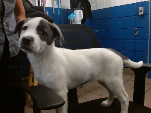 CHLOE - American Pit Bull Terrier available for adoption