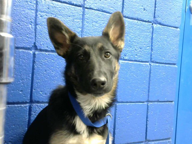 ZOE - German Shepherd Dog available for adoption