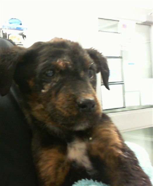 REBEL - Rottweiler available for adoption