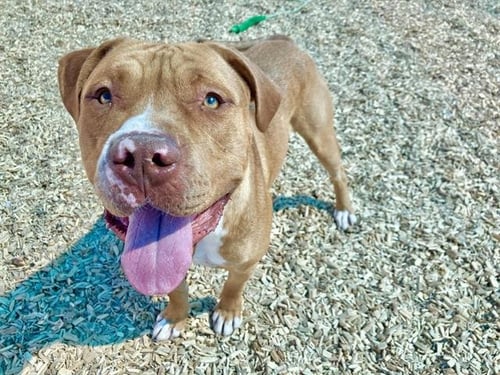 SIMBA - Pit Bull Terrier available for adoption
