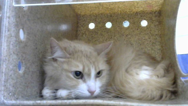 BUTTERS - Domestic Long Hair available for adoption