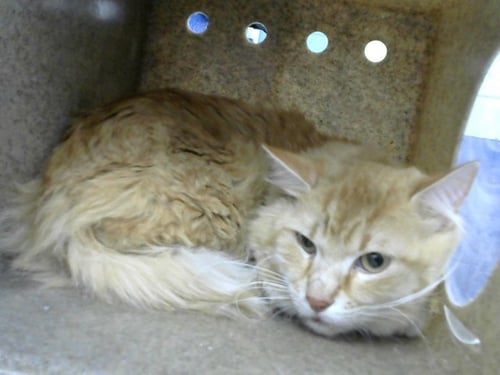 WILLIAM - Domestic Long Hair for adoption in Albuquerque