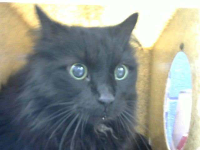 TYMON - Domestic Long Hair available for adoption