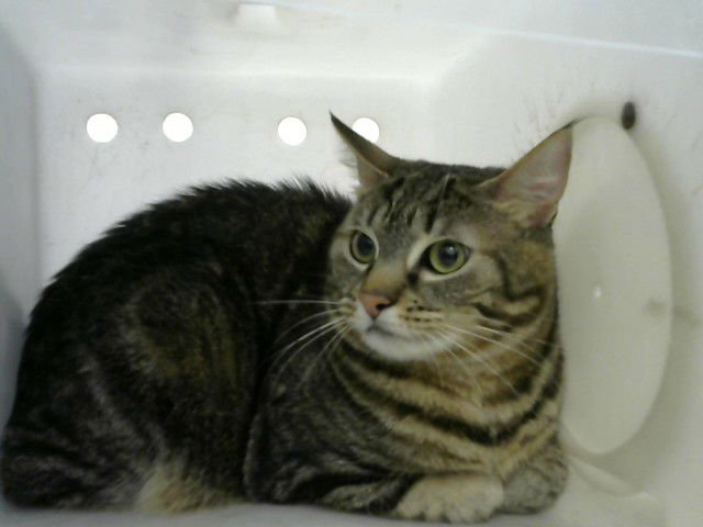 SPUDS - Domestic Short Hair available for adoption