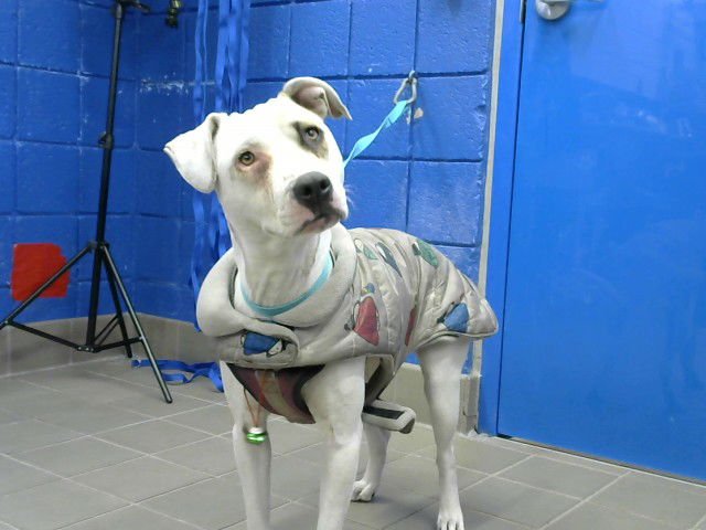 DASHER - American Pit Bull Terrier available for adoption