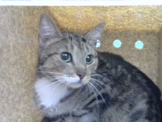 SALLY Image