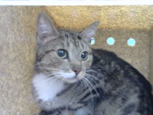 SALLY - Domestic Short Hair available for adoption