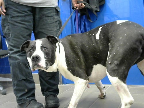 KILO - American Pit Bull Terrier available for adoption