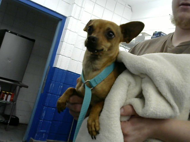 TREY - Chihuahua available for adoption