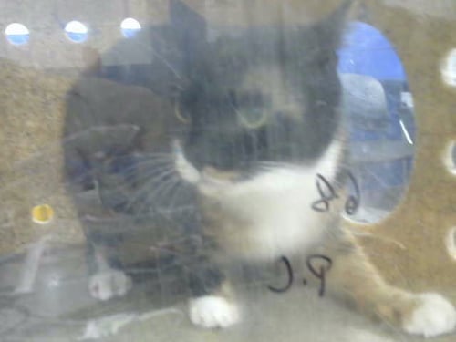 ZELDA - Domestic Short Hair available for adoption