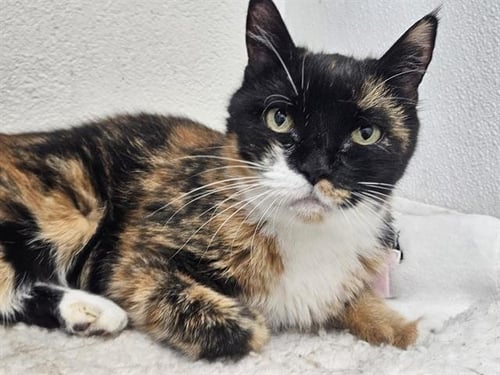 ZELDA - Domestic Short Hair available for adoption