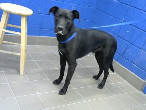 RALPH - Labrador Retriever available for adoption
