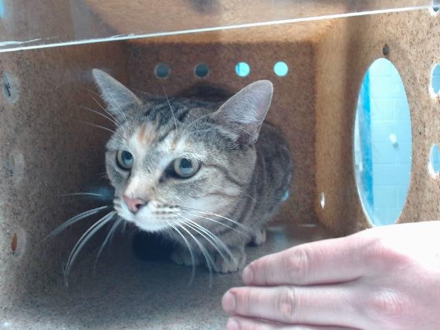 VERLENE - Domestic Short Hair available for adoption