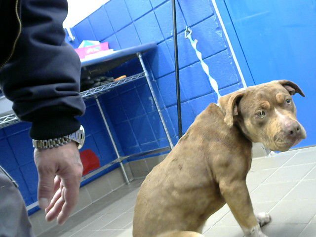 DUPPY - American Pit Bull Terrier available for adoption