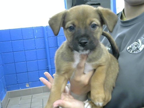 SLEEPY - Miniature Pinscher / Pit Bull Terrier available for adoption