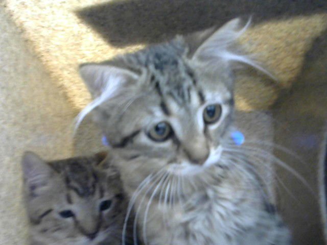 TUMMY - Domestic Short Hair available for adoption