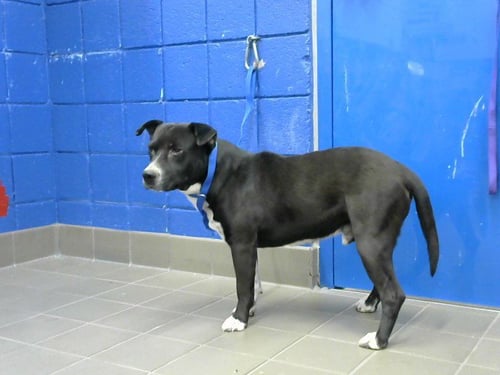 LUNER - Pit Bull Terrier available for adoption