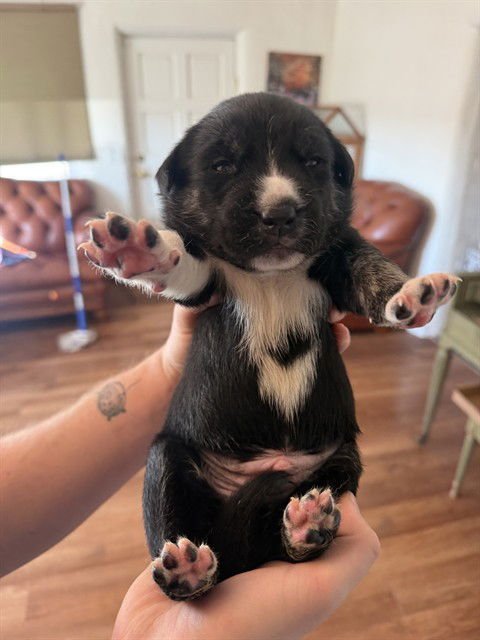 TROPICAL BERRY - Husky available for adoption