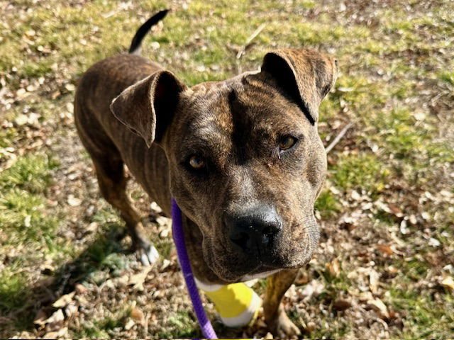 BILLIE - American Pit Bull Terrier available for adoption