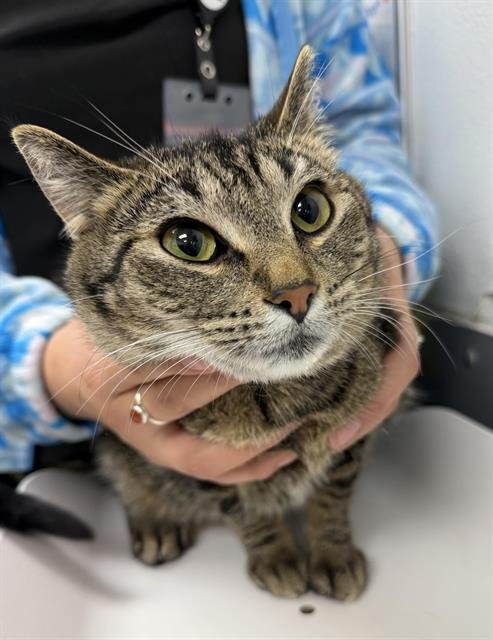 SADIE - Domestic Short Hair available for adoption