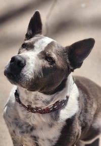 HANK - Photo 1