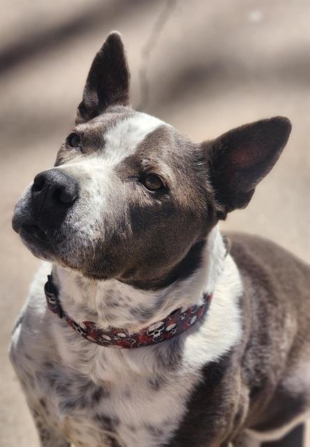 HANK - American Pit Bull Terrier for adoption in Albuquerque